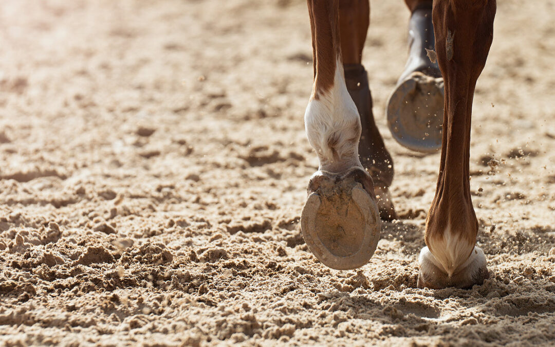 Why Do Horses Need Horseshoes?