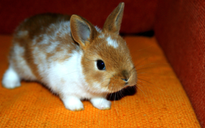 Housing and enrichment for rabbits